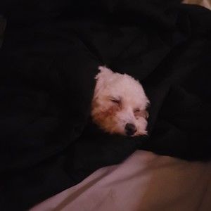 Meet your Posher, Alison